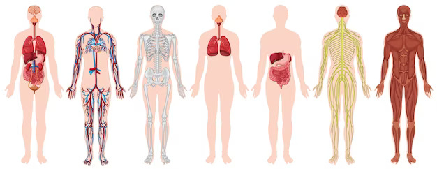 Anatomia