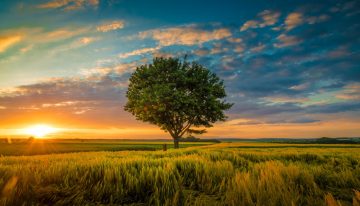 Wide angle shot of a single tree growing under a clouded sky during a sunset surrounded by grass